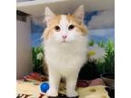 Adopt Gaspar a Orange or Red Domestic Mediumhair / Mixed cat in Green Bay