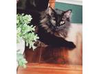 Adopt Walter a All Black Domestic Longhair / Mixed (long coat) cat in Greer