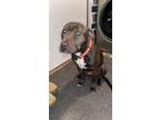 Adopt PulloX a Brown/Chocolate - with White American Pit Bull Terrier / Mixed