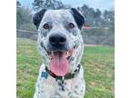 Adopt Cowboy Charlie a White - with Tan, Yellow or Fawn Australian Cattle Dog /