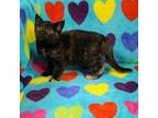 Adopt Willow a Tortoiseshell Domestic Shorthair / Mixed (short coat) cat in