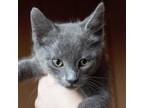 Adopt Chocolate Chip A Gray Or Blue Domestic Shorthair / Mixed Cat In Pensacola
