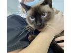 Adopt Fiona A Siamese Cat In Fort Walton Beach, FL (33665763)