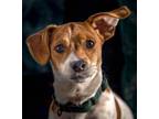 Adopt Dodger a Red/Golden/Orange/Chestnut - with White Jack Russell Terrier /