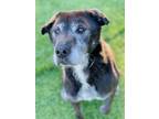 Adopt Lady a Labrador Retriever / Mixed dog in Monterey, CA (33667617)