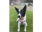 Adopt Danika a Border Collie / Australian Kelpie / Mixed dog in Monterey