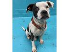 Adopt DRIPS a White - with Brown or Chocolate American Staffordshire Terrier /