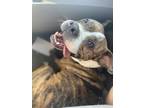 Adopt Zeus a Brindle American Staffordshire Terrier / Mixed dog in Orlando