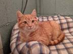 Adopt Tanaquil a Orange or Red Tabby Domestic Shorthair / Mixed cat in Candler