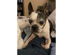 Adopt Winston a Black - with White Boston Terrier dog in Castle Rock