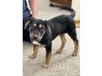 Adopt Scott a Black - with Tan, Yellow or Fawn German Shepherd Dog dog in Castle