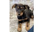 Adopt Morgan a German Shepherd Dog dog in Castle Rock, CO (33665249)