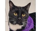 Adopt Silvester a All Black Domestic Mediumhair / Mixed cat in Sedalia