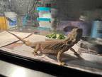 Adopt UNKNOWN a Lizard / Mixed reptile, amphibian, and/or fish in Rancho