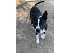 Adopt Hercules a Black - with White Pit Bull Terrier / Mixed dog in Jamul