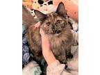 Adopt Luna a Tortoiseshell Domestic Longhair (long coat) cat in San Jose