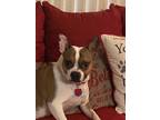 Adopt Sophie a Tricolor (Tan/Brown & Black & White) Boston Terrier / Mixed dog