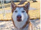 Adopt ZEUS a White - with Tan, Yellow or Fawn Siberian Husky / Mixed dog in