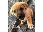 Adopt Clyde (Mum's Litter) a Tan/Yellow/Fawn - with Black Pit Bull Terrier /