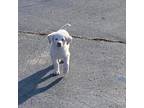 Adopt Tundra Pfeffernusse a White - with Tan, Yellow or Fawn Great Pyrenees /