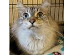 Adopt Anu a White Domestic Longhair / Mixed cat in Tempe, AZ (33665103)