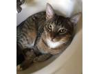 Adopt Budkins a Brown Tabby Domestic Shorthair / Mixed (short coat) cat in