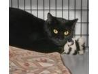Adopt Beasley a All Black Domestic Shorthair / Mixed (short coat) cat in