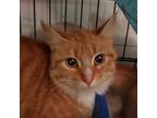 Adopt Penny a Orange or Red Domestic Shorthair / Mixed cat in Tecumseh