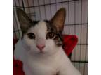 Adopt Dharma a White Domestic Shorthair / Mixed cat in Tecumseh, MI (33668012)