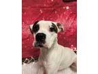 Adopt HERCULES a American Pit Bull Terrier / Boxer / Mixed dog in Wintersville