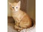 Adopt Jammy a Orange or Red Domestic Shorthair / Mixed (short coat) cat in