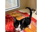 Adopt Memphis a All Black Domestic Shorthair / Mixed cat in Sarasota