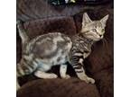 Adopt Tuesday a Gray or Blue Domestic Shorthair / Mixed cat in Winchester