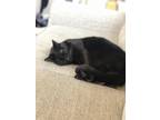 Adopt Milo a All Black Domestic Shorthair / Mixed (short coat) cat in Citrus