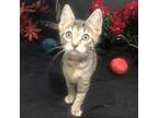 Adopt Yvonne a Brown Tabby Domestic Shorthair / Mixed (short coat) cat in