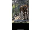 Adopt Chance a Brown/Chocolate Labrador Retriever / Mixed dog in St.