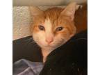 Adopt Socks (and Red!) a Orange or Red American Shorthair / Mixed cat in