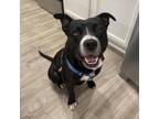 Adopt Gucci a Black American Staffordshire Terrier / Mixed Breed (Large) / Mixed