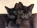 Adopt Betty & Judy a All Black Domestic Shorthair (short coat) cat in Brooklyn