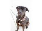 Adopt Tia 114 a Black Cane Corso / Mixed dog in Cleveland, OH (33667477)