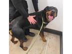 Adopt Marx 100 a Black Rottweiler / Mixed dog in Cleveland, OH (33667475)
