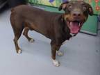 Adopt IVERSON a Brown/Chocolate - with Tan Doberman Pinscher / Mixed dog in