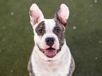 Adopt PEACHES a Brindle - with White American Pit Bull Terrier / Mixed dog in