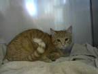 Adopt MANGO* a Orange or Red Tabby Domestic Shorthair / Mixed (short coat) cat