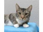 Adopt MASON a Brown Tabby Domestic Shorthair / Mixed (short coat) cat in