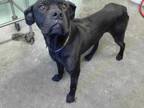 Adopt a Black Cane Corso / Mixed dog in Sacramento, CA (33667434)