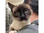 Adopt Sapphire a White (Mostly) Siamese / Mixed cat in Lynchburg, VA (33667525)
