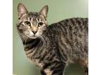 Adopt Beastly a Brown Tabby Domestic Shorthair / Mixed cat in Merriam