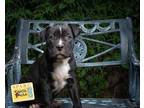 Adopt Lloyd a Black Border Collie / Mixed dog in Santa Paula, CA (33666799)
