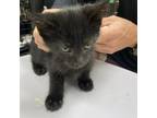Adopt Grumpy a All Black Domestic Shorthair / Mixed cat in St.